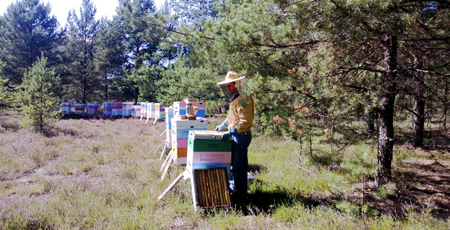 Honig Buchweizenhonig Eco Naturhonig Kalt Aufgelegt nicht Erhitzt aus Polen 650g